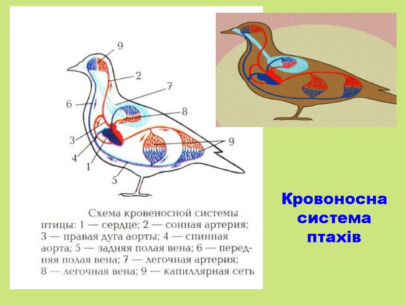 Кровоносна система птахів